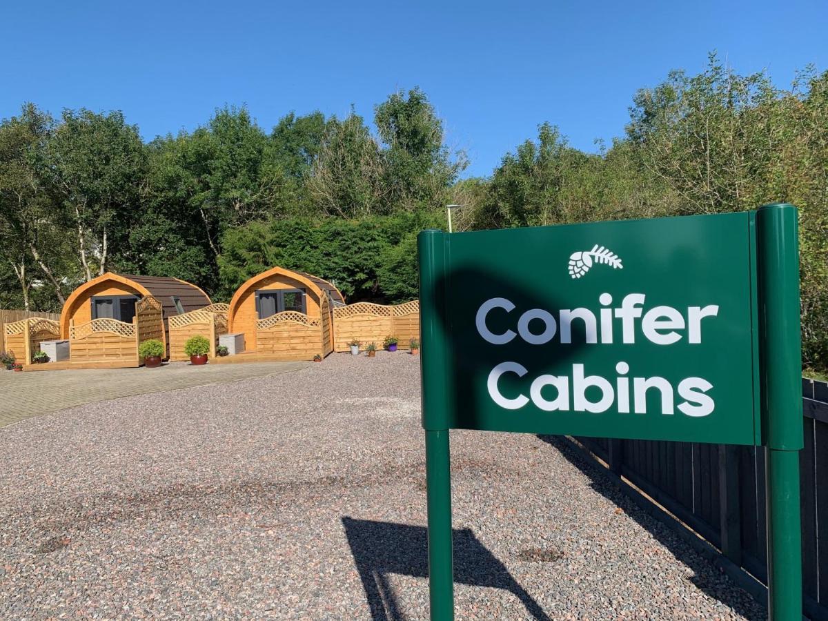 Conifer