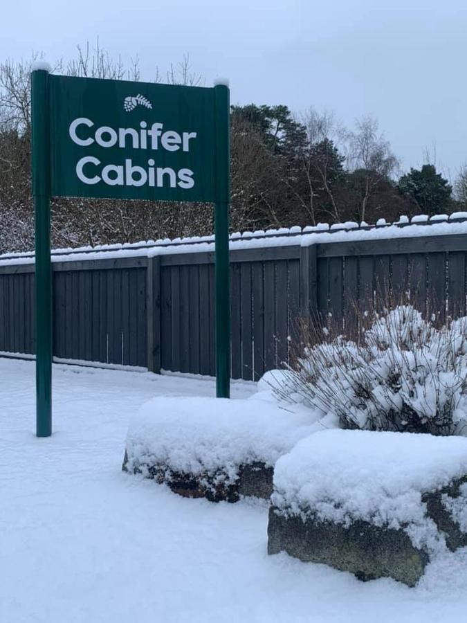 Conifer *