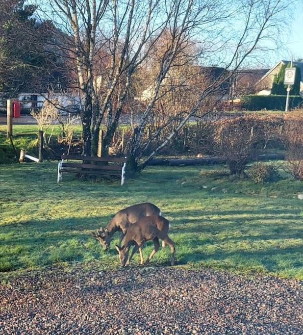 Roe Deer Near Glencoe * Fort William