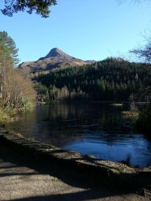 Roe Deer Near Glencoe Apartment