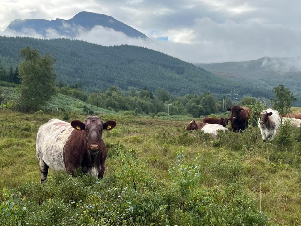 Tower Ridge * Fort William