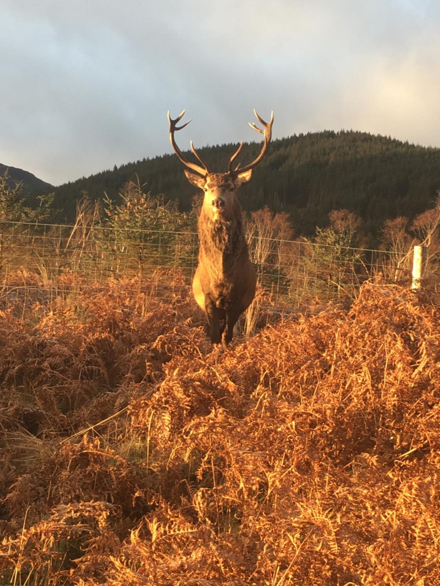 Stronchreggan View Fort William