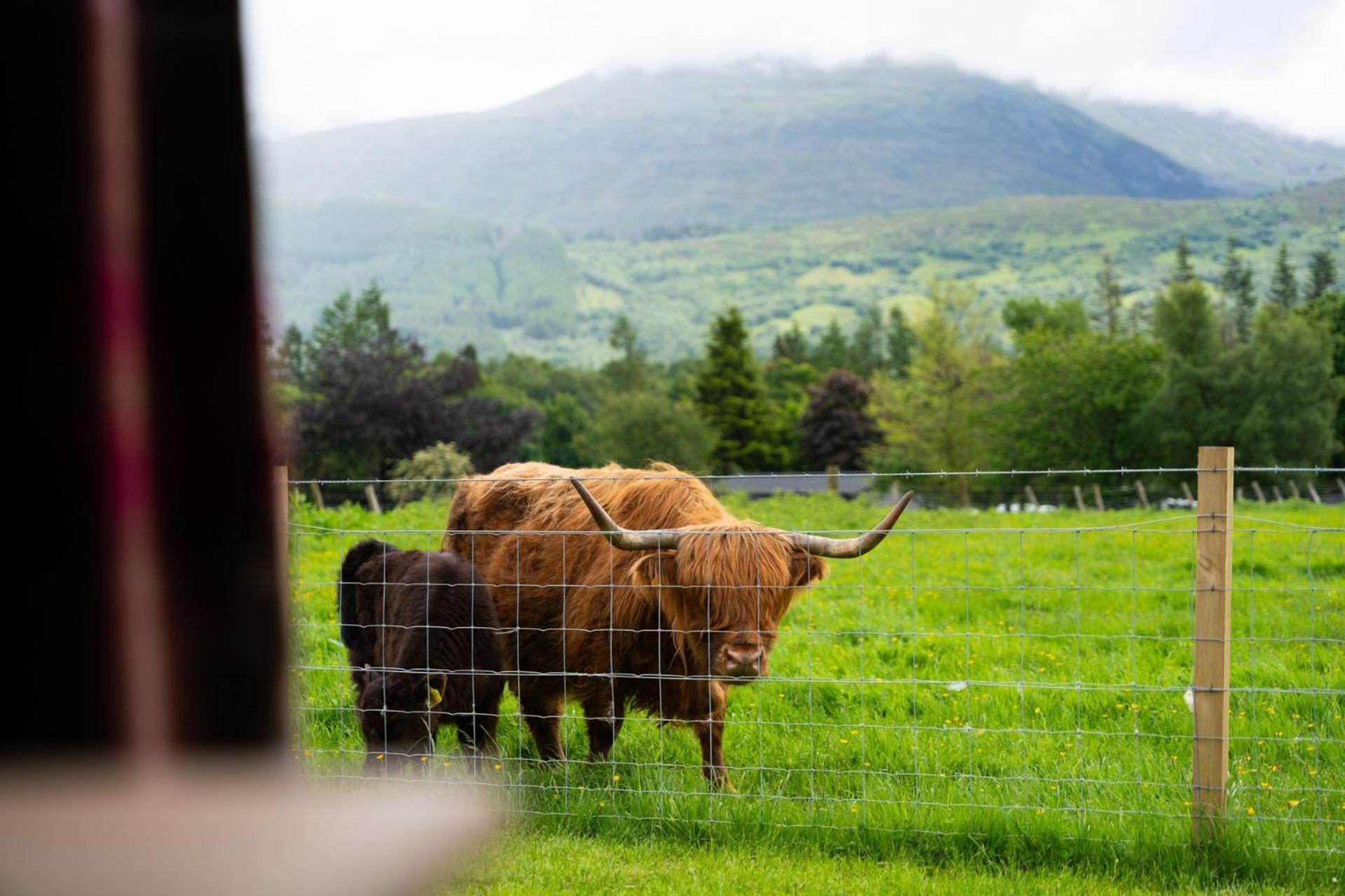 Holiday home Ben Nevis Pod *